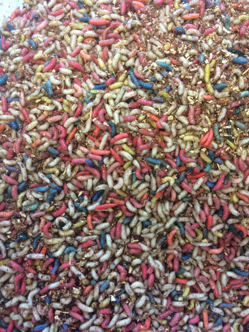 Fresh Maggots